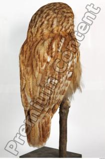 Tawny owl - Strix aluco 0030